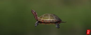 Черепаха расписная североамериканская