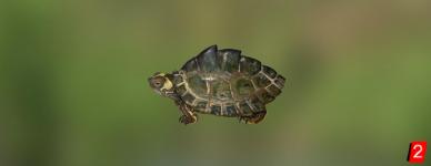 Черепаха реки Перл