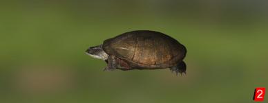 Senegal-Klappenweichschildkröte