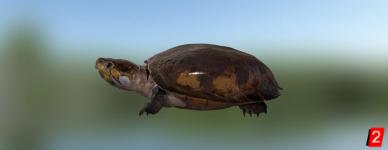 Черепаха щитоногая гвианская
