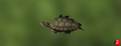 Black-Knobbed Map Turtle