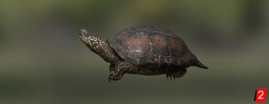 Reeves' turtle