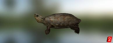 Painted wood turtle