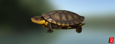 Черепаха жабоголовая амазонская