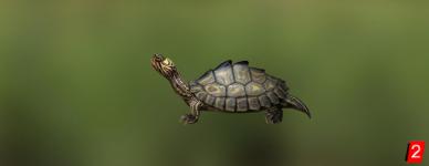 Черепаха желтопятнистая