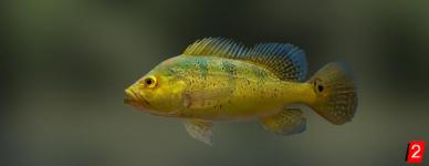 Yellow Peacock Bass