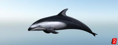 Дельфин белобокий тихоокеанский