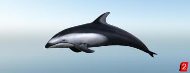 Pacific white sided dolphin