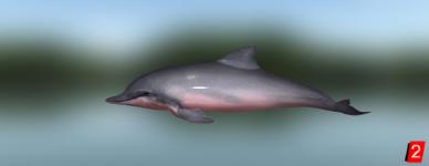 Дельфин розовый амазонский