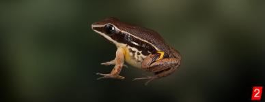 Poison-arrow Frog