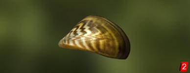 Zebra mussel