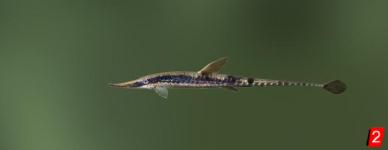 Kners Twig Catfish
