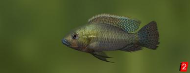 Thoracochromis wingatii