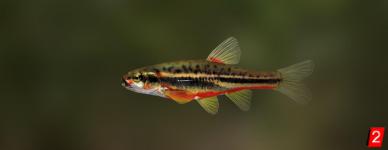 Northern redbelly dace