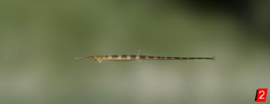 Narrow-snouted pipefish
