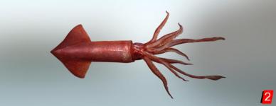 Magister armhook squid