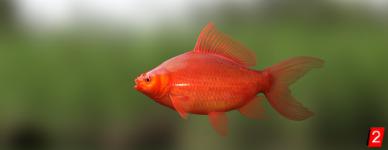 Scarlet carp