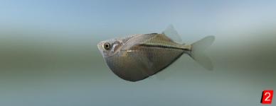 Dwarf hatchetfish