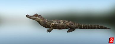 Smooth-fronted caiman