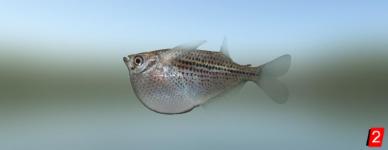 Silver hatchetfish