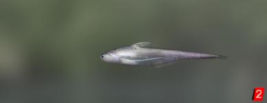 Yangtse grenadier anchovy