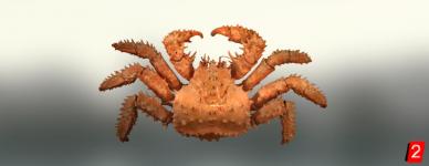 Spiny king crab