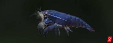 African fan shrimp
