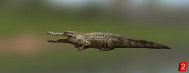 Westafrikanischer Krokodil