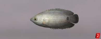 Petheric's Bushfish