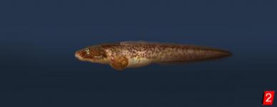 Marbled eelpout