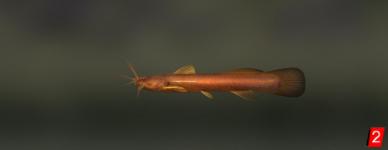 Liobagrus catfish