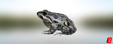 Chile Four-eyed Frog