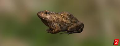 The Natal dwarf puddle frog