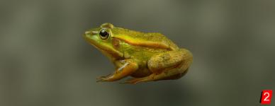 Eastern Golden Frog