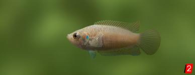 Round tail paradisefish