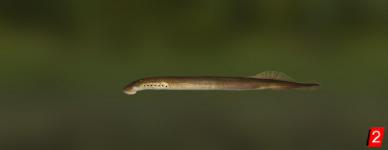 Least brook lamprey