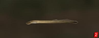 Chestnut lamprey
