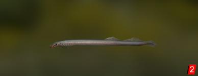 European brook lamprey