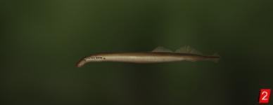 Ukrainian brook lamprey