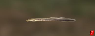Southern brook lamprey