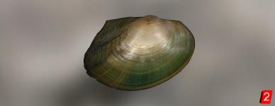 Chinese Pond Mussel