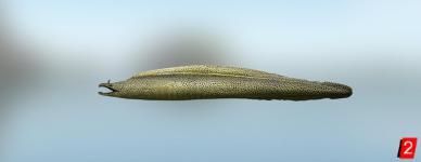 Leopard moray eel