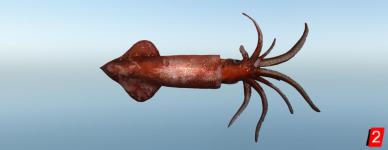 Robust clubhook squid