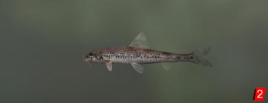 Long-nosed gudgeon