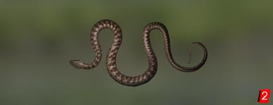 Spotted Whip Snake
