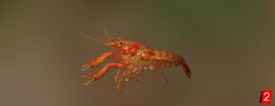 Swamp Dwarf Crayfish