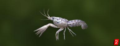 Cajun Dwarf Crayfish