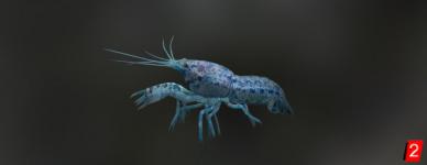 Dwarf Blue Crayfish