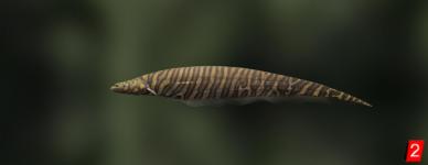Рыба-нож тигровый