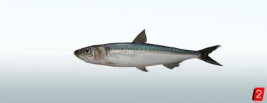 Spotlined sardine